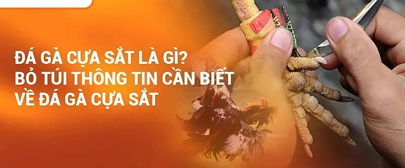 Khám Phá Đá Gà Cựa Sắt Hitclub – Trải Nghiệm Hấp Dẫn
